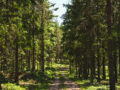 skog,natur,hållbarhet,vägen fram,framtid,